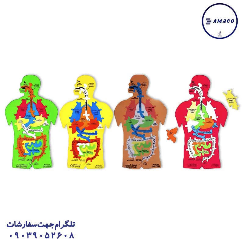خرید پازل آموزشی بدن انسان فومی عکس لوازم کمک آموزشی پازل آموزشی بدن انسان فومی